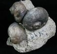 Gastropod, Brachiopod, Trilobite Association - Silurian #6026-3